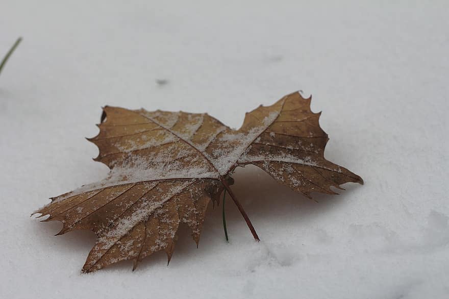 list, zimní, sníh, Příroda, podzim, detail, sezóna, pozadí, rostlina, makro, suchý