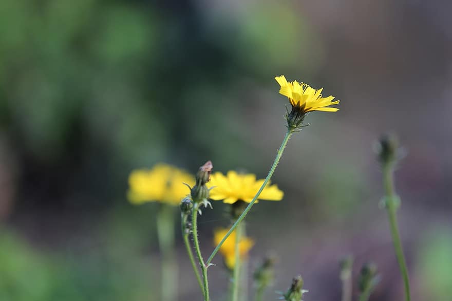 сеят бодил, sonchus oleraceus, жълто цвете, венчелистче, есен, разцвет, природа