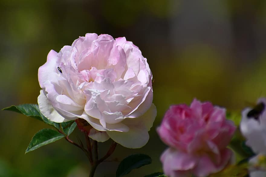 Rose, Pink, Flower, Bloom, Blossom, Nature, Flora