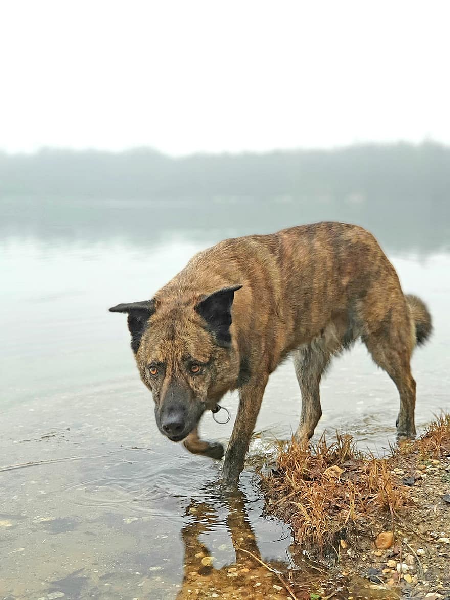 hund, promenad, sjö, Perro Majorero, sällskapsdjur, djur-, husdjurshund, hund-, däggdjur, bästa vän