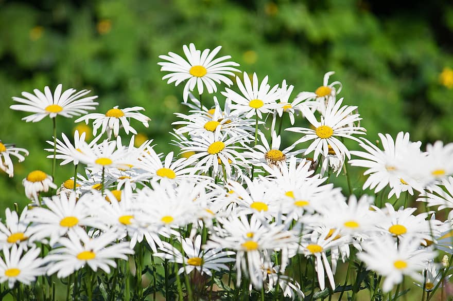 hoa cúc trắng, hoa cúc shasta, giường hoa, vườn, ánh sáng mặt trời, hệ thực vật, mùa hè, hoa cúc, cây, bông hoa, màu xanh lục