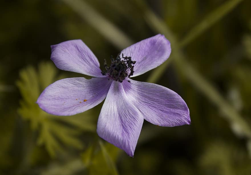 flower, purple flower, garden, close-up, plant, summer, petal, purple, flower head, macro, blossom