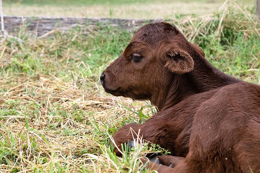 Calf, Cow, Animal, Young, Newborn, Baby, Farm, Farming, Breeding, Rural, Bovine