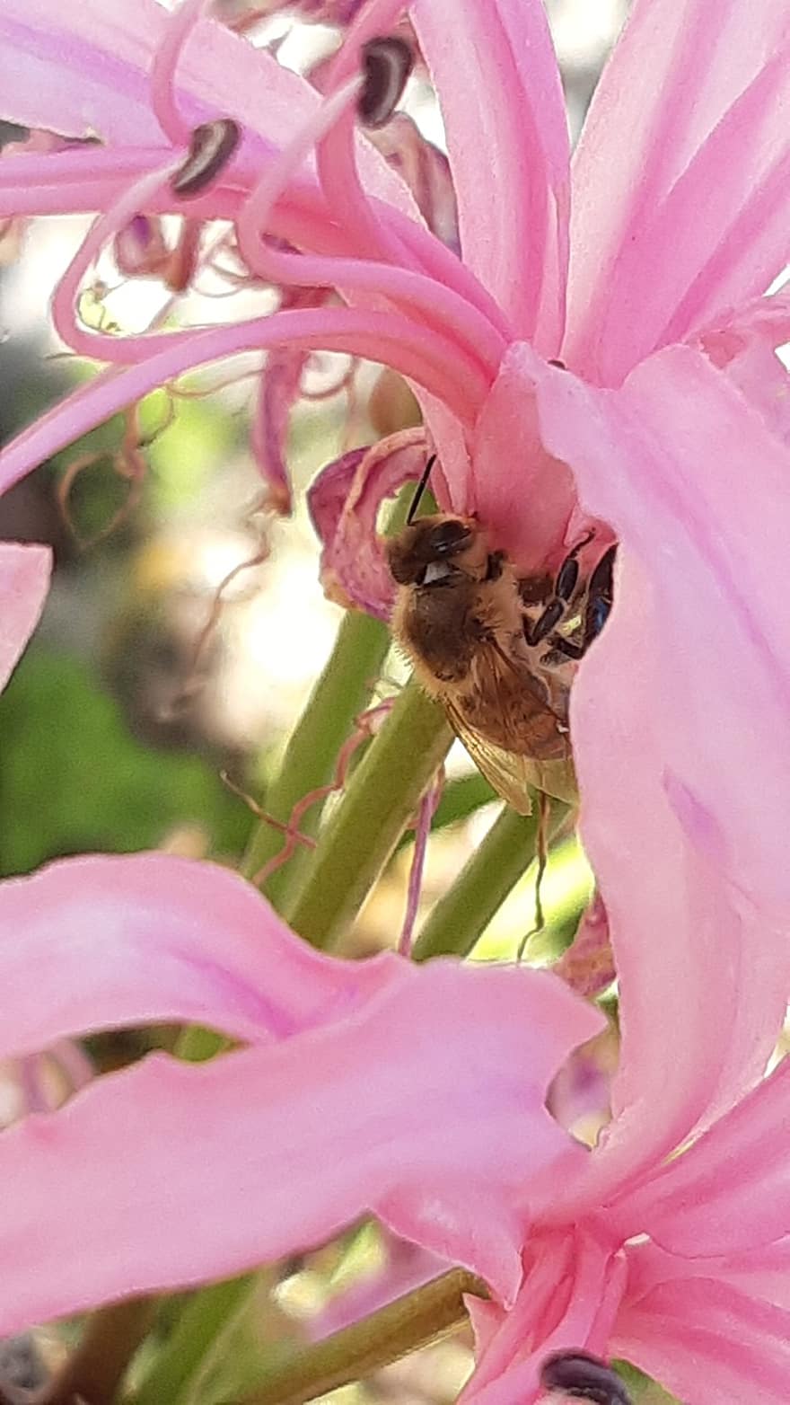 Blume, Biene, Bestäubung, Nerine Bodwenii, Natur, blühen, Insekt, Nahansicht, Makro, Pflanze, Sommer-