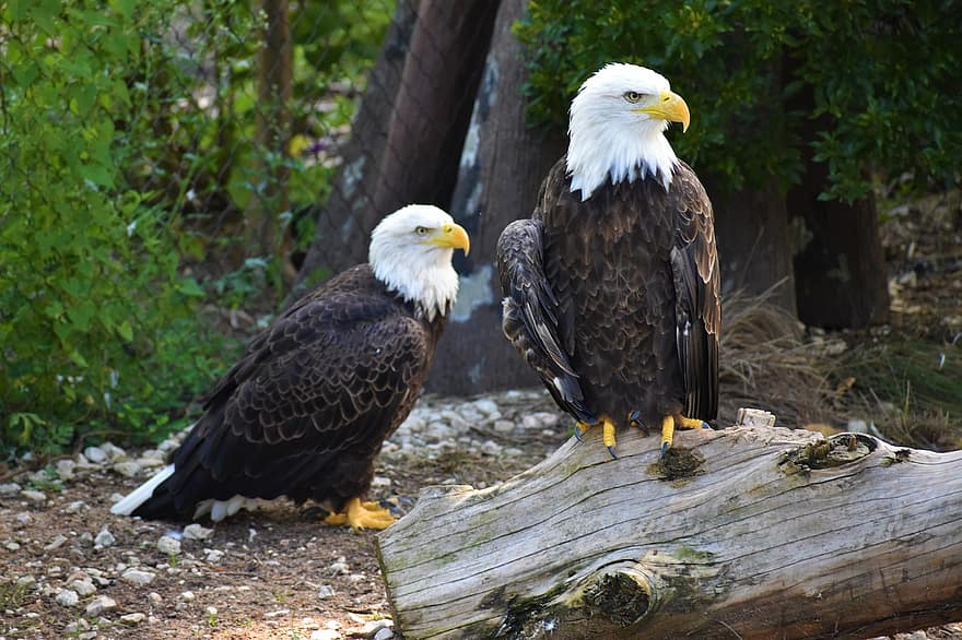 Aigle, deux oiseaux, en voie de disparition, symbole, icône, la nature, herman park zoo, Houston, Texas, mascotte, États Unis, Etats-Unis