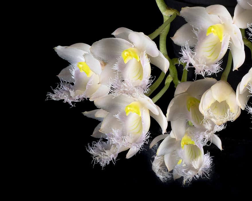 orquídies, planta, flors, bouquet, exòtic, flor, tropical, flora, primavera, bonic, blanc