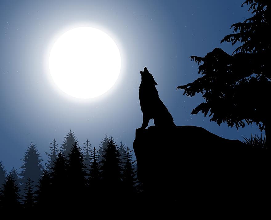 måne, ulv, silhouette, hylende ulv, trær, løvverk, skog, natt
