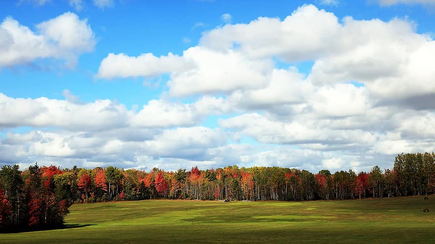 campo, arvores, outono, natureza, panorama, floresta, madeiras, rural, céu, grama, cor verde