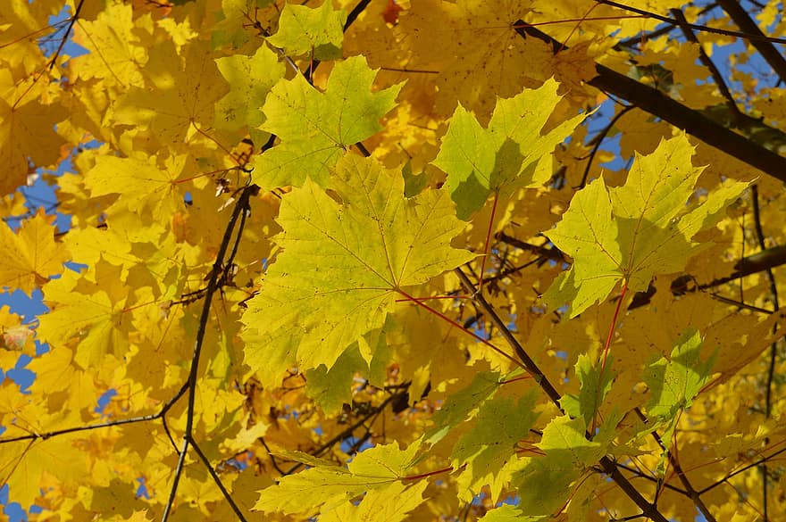 가을, 잎, 숲, 나무, 자연, 기분, 그림 물감, 시즌, 빛, 태양