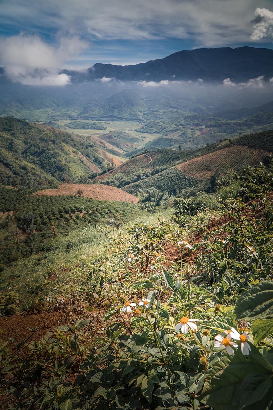 Виетнам, ферма, Виетнамска ферма за кафе, Виетнамски пейзаж, тераса, кафе, Daknong, хълм, пейзаж, планина, природа