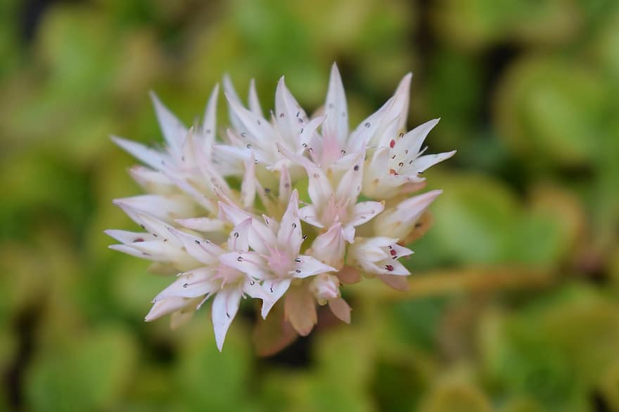 Flower, Nature, Allium Amplectens, Bloom, Blossom, Botany, Growth, close-up, plant, leaf, flower head