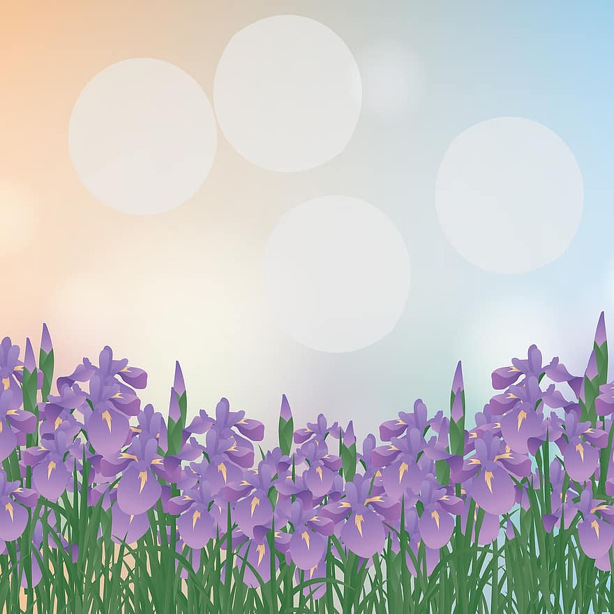 Lapangan Iris, bunga iris, bokeh, Latar Belakang, kartu, alam, musim panas, bunga, bidang, berkembang, musim semi