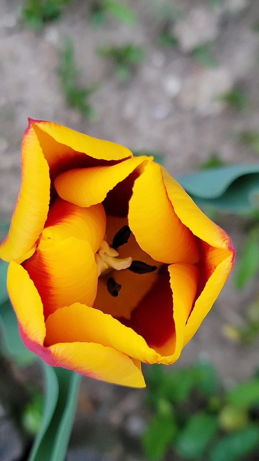тюльпан, цветок, завод, садовый тюльпан, оранжевый тюльпан, оранжевый цветок, лепестки, цветение, весна, природа