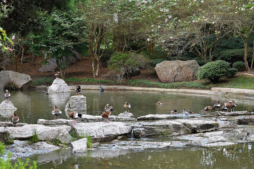 Patos en un lago, Jardín Japonés Houston Texas, naturaleza, arboles, bosque, viaje, al aire libre, agua natural, oriental, agua, Follaje del parque