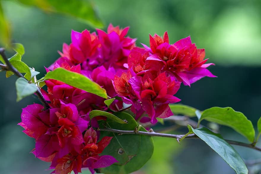 Bougainvilleas, Flowers, Pink Flowers, Leaves, Petals, Pink Petals, Bloom, Blossom, Plant, Flora