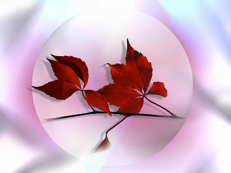 hojas de vid, rama, vid, naturaleza, follaje de otoño, otoño, sombra, rosado