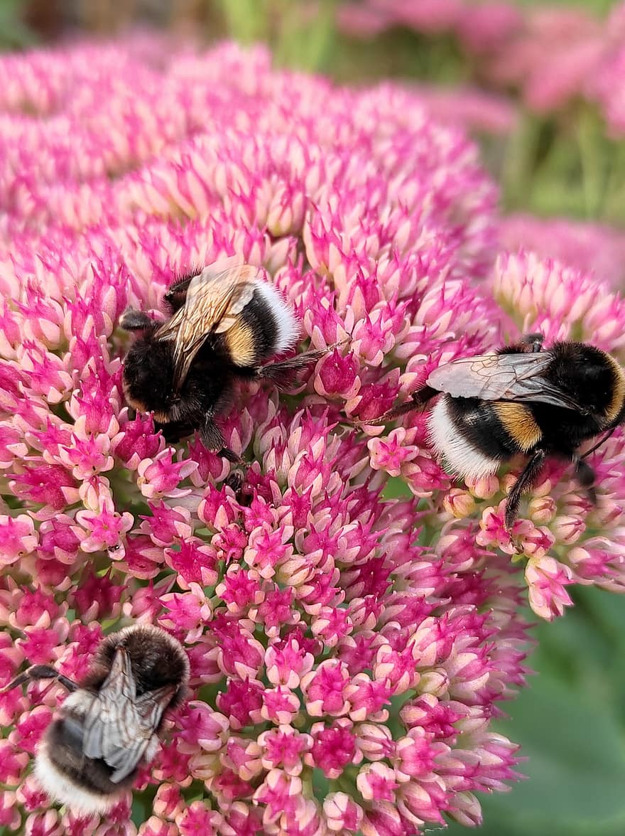 bier, insekt, blomst, plante, have, natur, bi, bestøvning, tæt på, honningbi, pollen