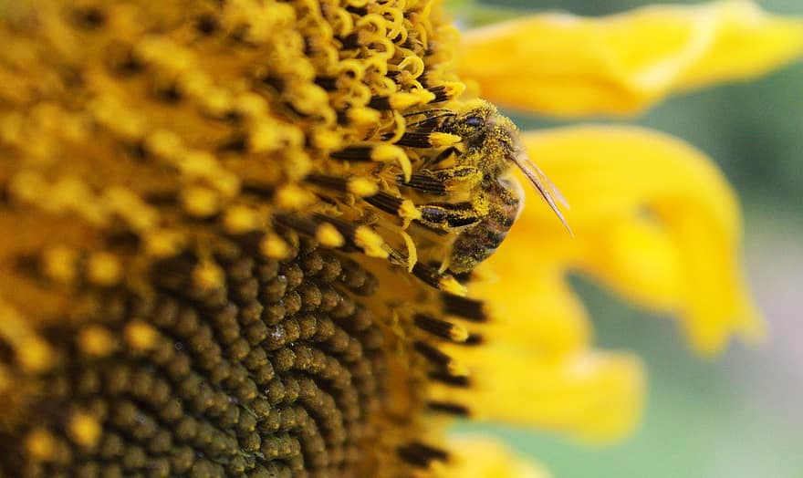 слънчоглед, пчела, полени, нектар, цвете, жълто цвете, насекомо, животно, опрашване, ярък, разцвет