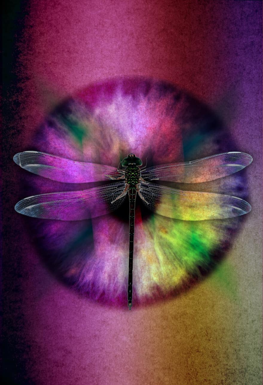 Abstrakt øje, guldsmed, insekt, øje, design, farve, vinge, symbol, konceptuelle
