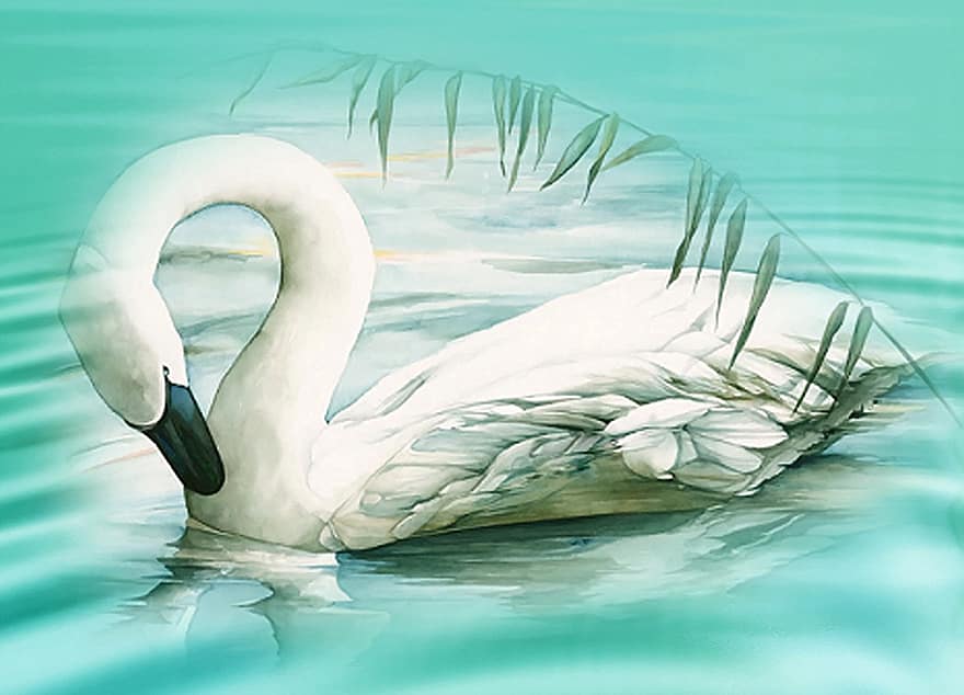 Swan, Lake, Mood, White Swan, Water, Animal, Pond, Feather