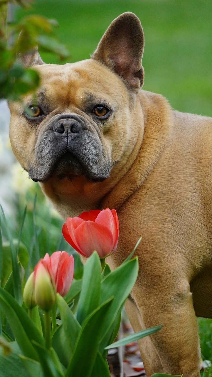 bulldog francès, jardí, tulipes, gos, primavera, animals domèstics, animal, naturalesa, paisatge, pati posterior, mascota