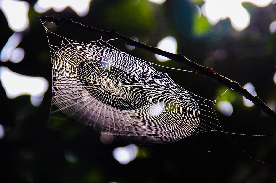 Spider Web, Web, Branch, Cobweb, Trap, Twig, Nature, Bokeh, Closeup, Pattern, Arachnid