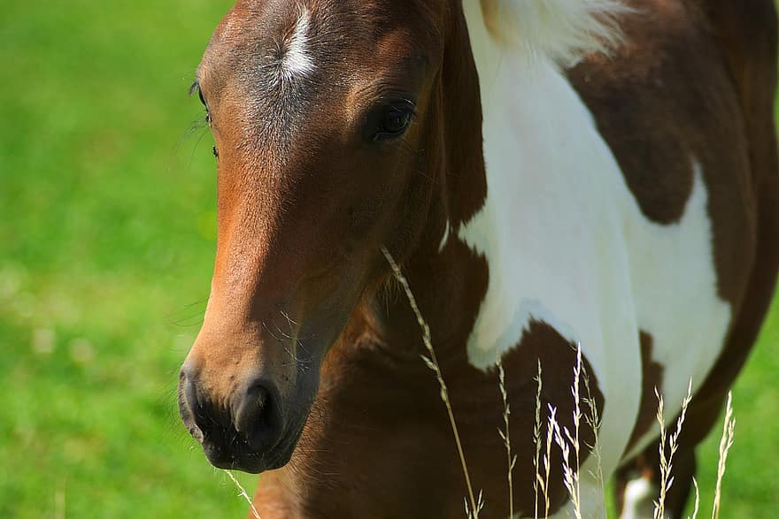 Horse, Equine, Equestrian, Pony, Mane, Foal, Young, Cute, Baby