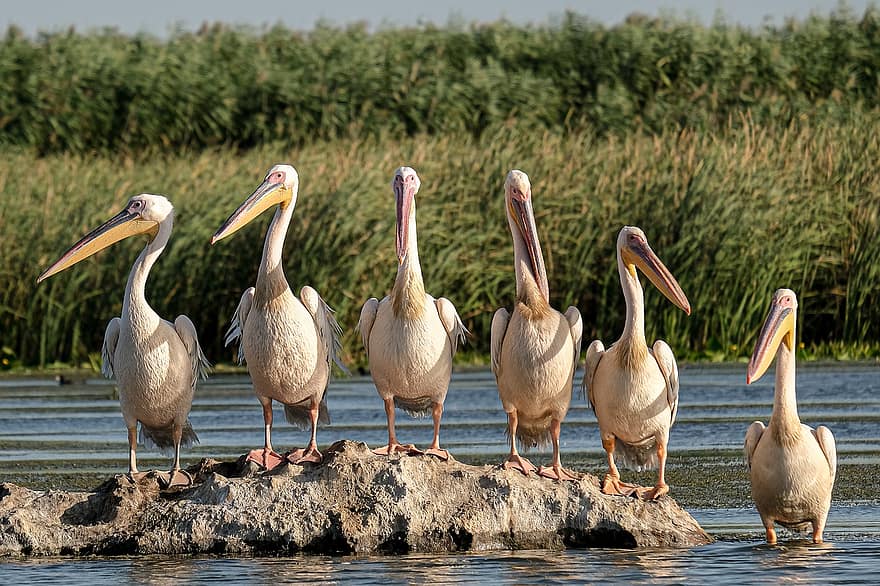 Големите бели пеликани, наблюдение на птици, делтата на Дунав, Румъния, Махмудия, Carasuhatarea, Birdsgraphy, птици, Boattrips, запазване, екология