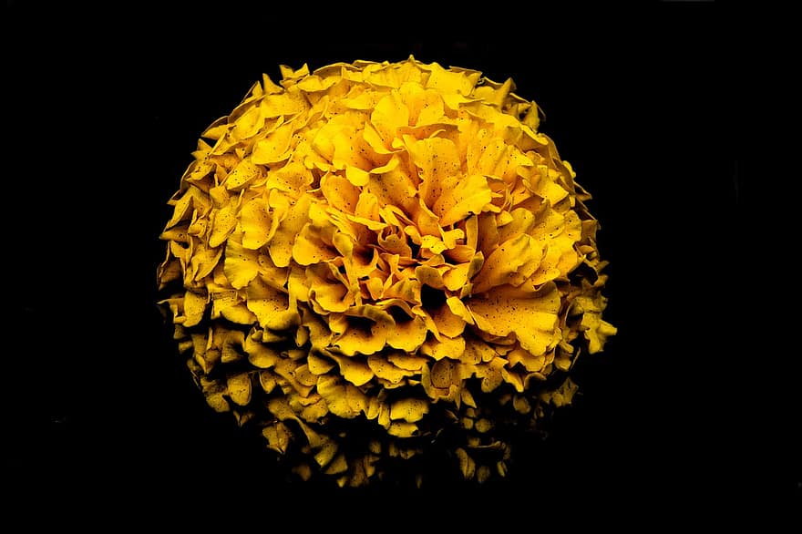 bunga kuning, marigold, bunga, latar belakang hitam, musim semi, Latar Belakang, alam, wallpaper desktop, kelopak, kelopak kuning, berkembang