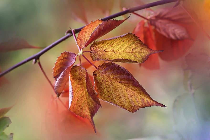musim gugur, Daun-daun, dedaunan