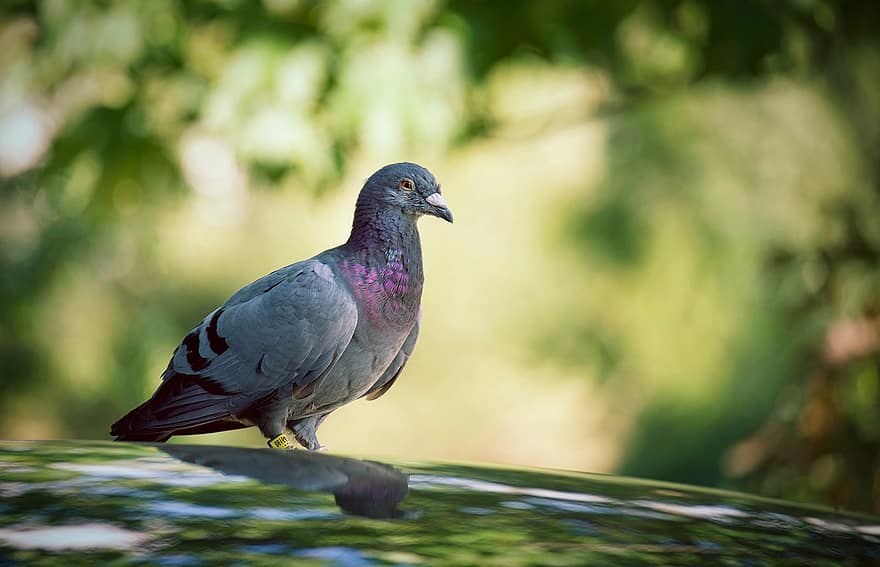 Dove, Bird, Animal, Rock Dove, Rock Pigeon, Common Pigeon, Avian