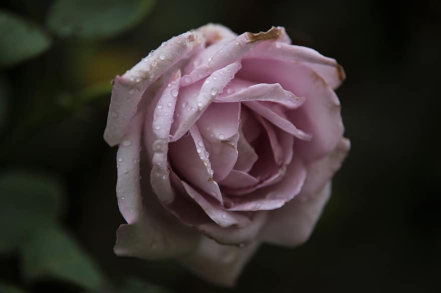 Blue Moon Rose, Rose, Flower, Purple Blue Moon Rose, Purple Flower, Hybrid Tea Rose, Blossom, Bloom, Dew, Droplets, Wet Flower