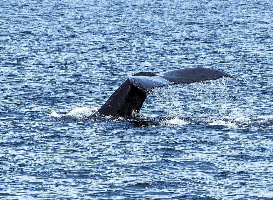 baleine à bosse, Canada, océan, baleine, mer, mammifère, la nature, île de vancouver, Vancouver, eau, bleu
