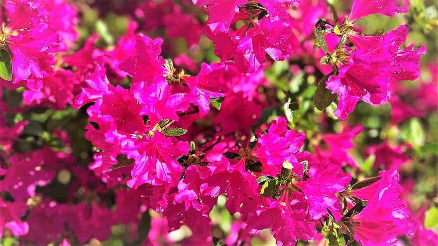 Blumen, Frühling, Buchse, Azalee, Rosa, Tautropfen, Nahansicht, Pflanze, pinke Farbe, Sommer-, Blume