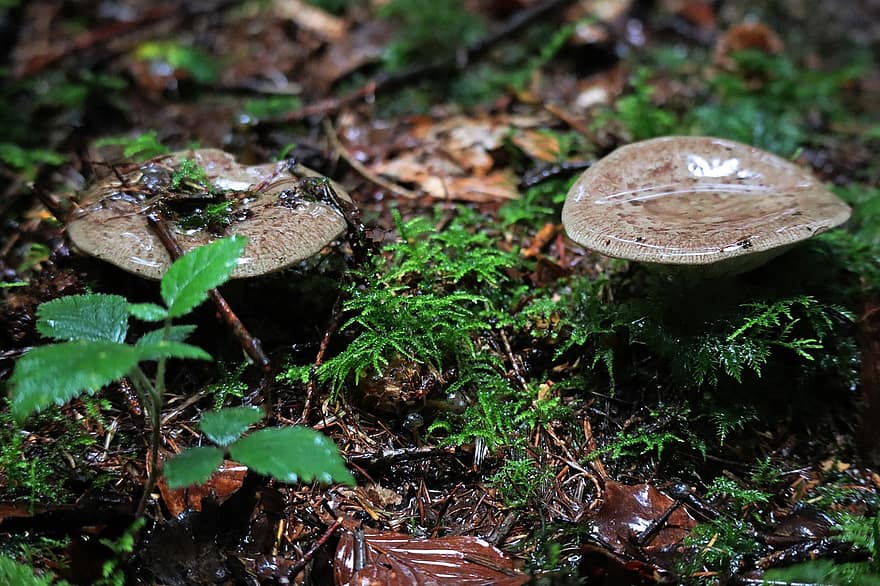 champignons, sol de la forêt, pluie, la nature, forêt, champignons sauvages