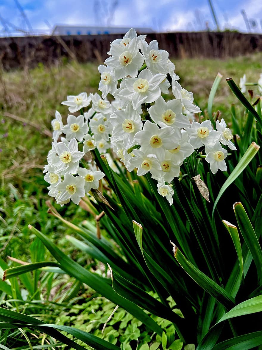 las flores, Narciso blanco como el papel, bosque, floración, flor, botánica, planta, prado