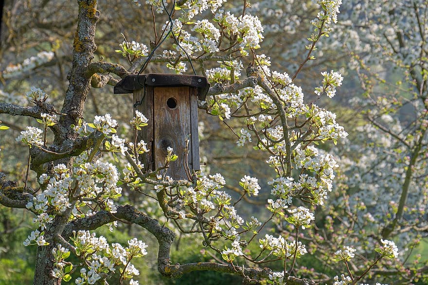 鳥の餌箱、鳥小屋、ネストボックス、木、フラワーズ、春、美的、枝、木の花、白、咲く