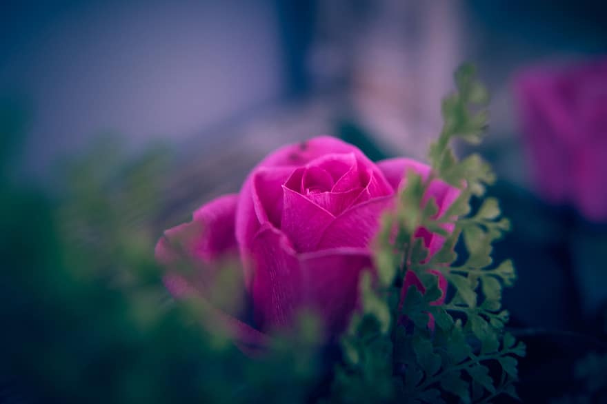 rosa ros, reste sig, blomma, växt, prydnadsväxter, steg blom, Rosblad, kronblad, flora