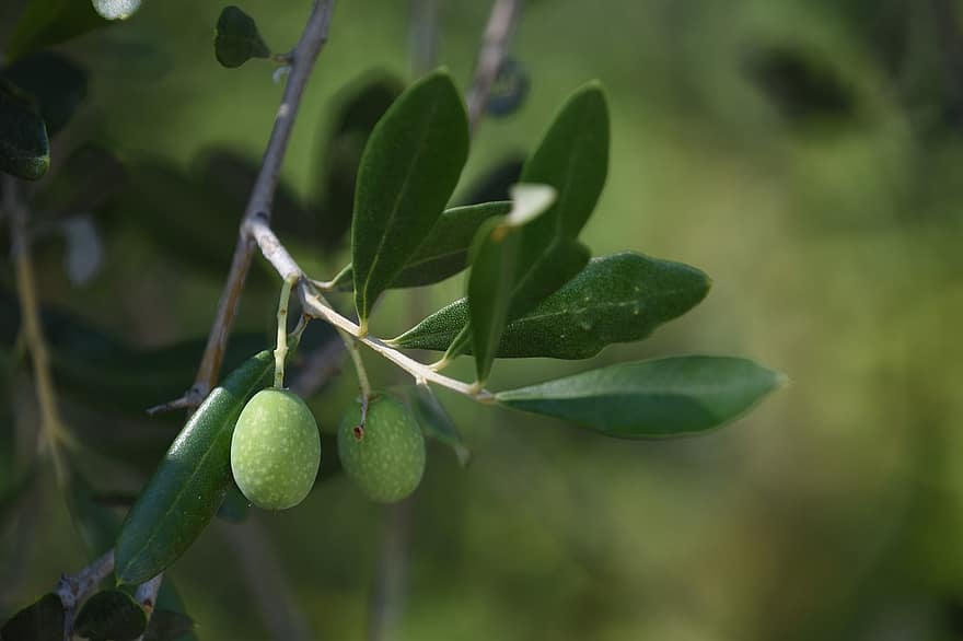 oliven, oliventræ, grøn farve, blad, friskhed, afdeling, tæt på, plante, frugt, sommer, træ