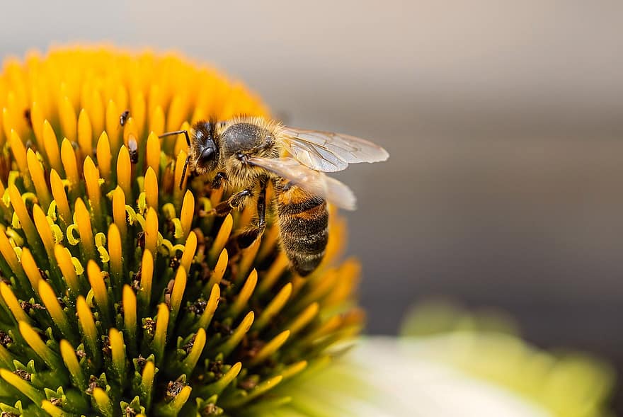 медоносна бджола, квітка, запилення, бджола, макрос, комаха, цвітіння, природи, впритул, жовтий, літо