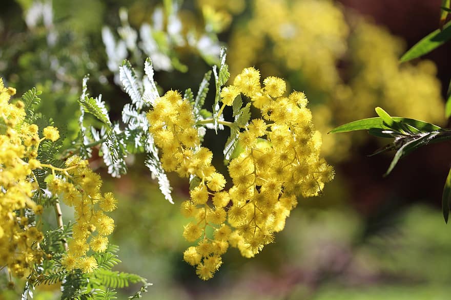 Cootamundra Wattle, flors, daurat, brillant, esponjós, branca, nadiu, flora, Acàcia Baileyana, fabaceae, Mimosoideae