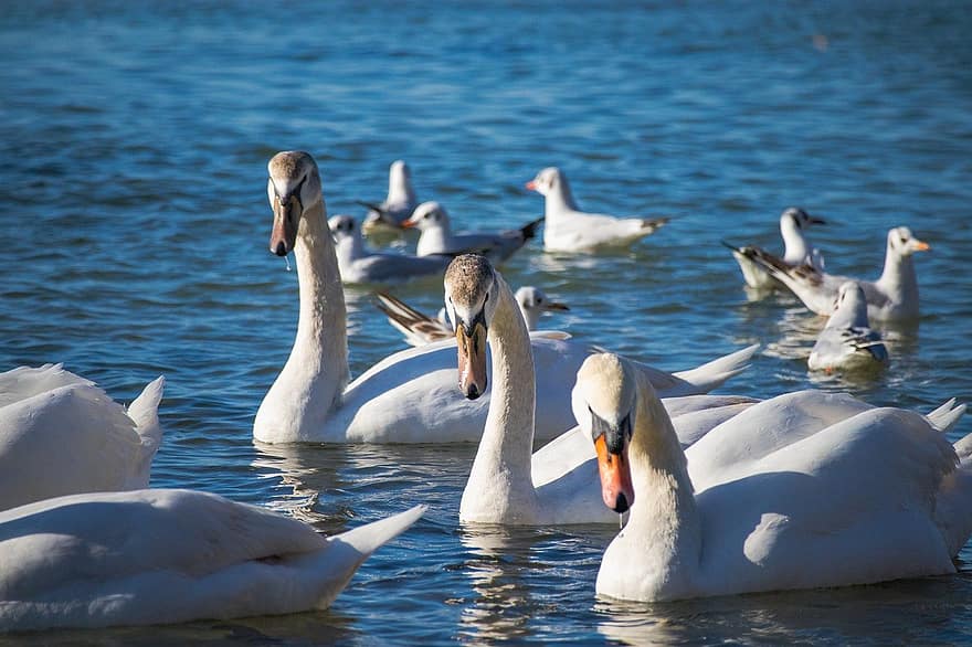Birds, Swans, Sea, Winter, Attention, Nature, Varna, beak, water, feather, swan
