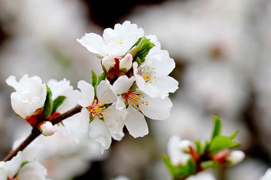 körsbärsblommor, sakura, blommor, grenar, vita blommor, vita kronblad, blomma, flora, natur, vår