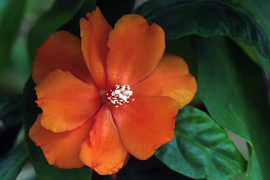 Pereskia, fiore, fiore d'arancio, petali, petali d'arancio, fioritura, fiorire, le foglie, pianta, flora