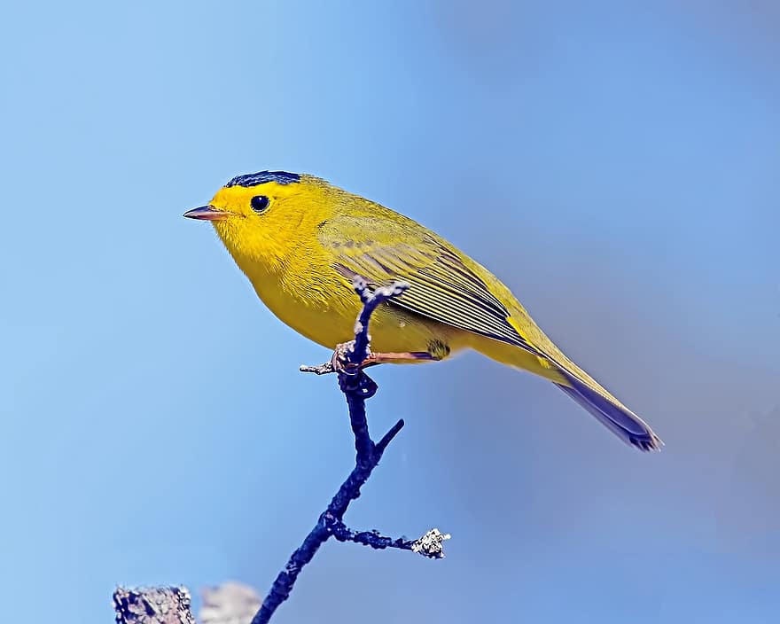 Curruca de Wilson, pájaro, animal, posado, rama, plumaje, pico, pluma, amarillo, animales en la naturaleza, azul