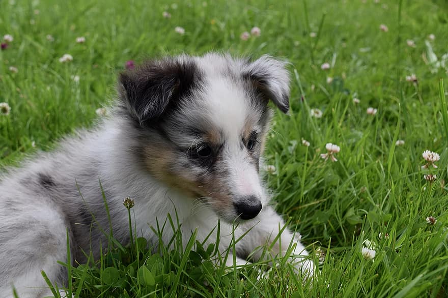 puppy, jongen, hond shetland herdershond, kleine hond, prairie, dier, hond, shetland herdershond blauwe merle, hondenras, Hond Roscoff