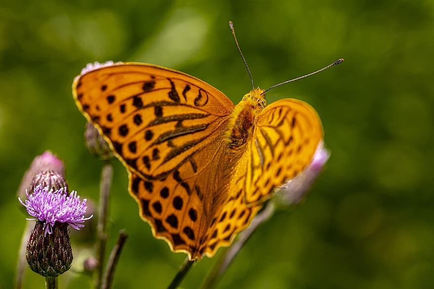 serangga, alam, kupu-kupu, hewan, sayap, keindahan di alam, merapatkan, margasatwa, multi-warna, makro, musim panas