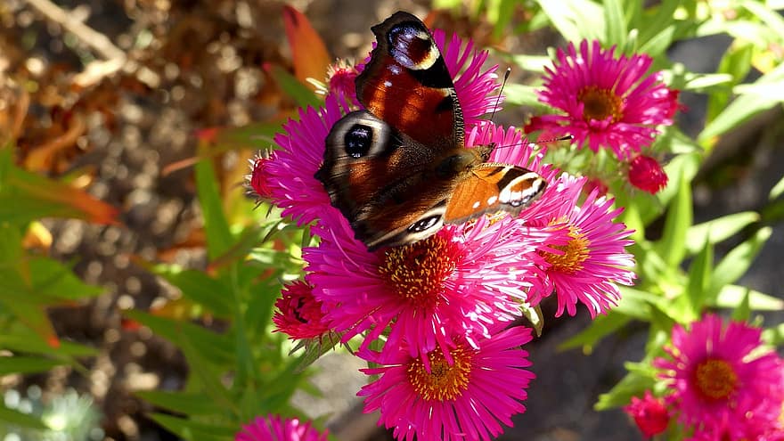 insetto, farfalla, entomologia, farfalla di pavone, natura, fiore, giardino