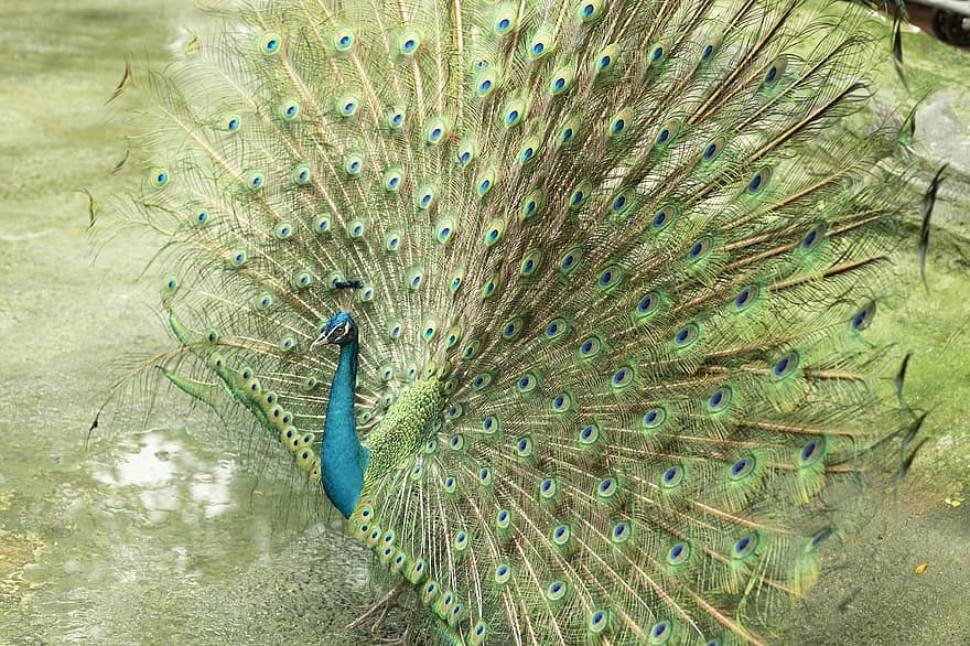 Peacock, Bird, Animal, Peafowl, Wildlife, Plumage, Nature