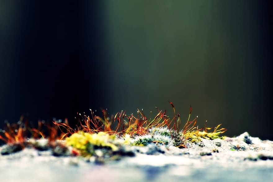 mos, gras, sneeuw, winter, vorst, bevroren, ijs-, grond, natuur